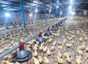 افزایش ۱۵ درصدی جوجه ریزی مرغداری های شهرستان کاشمر - اکونیوز