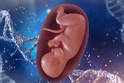 امکان بارداری ایمن پس از درمان سرطان خون با سلول های بنیادی - اکو