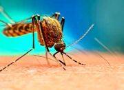 کشف روشی برای دور کردن پشه‌های ناقل از انسان - اکونیوز
