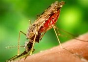 شناسایی دو فرد مبتلا به مالاریا/ پای پشه مالاریا به ایران باز شد
