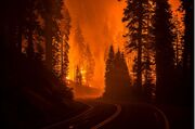 طبیعت سوخته؛ رقص مرگ در دودِ آتش گرفتن جنگل‌ها