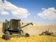 صعود تولید گندم در سال ۲۰۲۳ / ایران رکورد زد