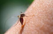 شناسایی ‌دو مبتلا به مالاریا در کشور