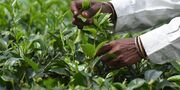 آمار خرید برگ چای از زبان رئیس سازمان چای کشور