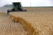 خرید حدود ۹ میلیون تُن گندم از ۵۸۰ هزار کشاورز