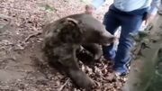 مرگ یک خرس با شلیگ گلوله در سوادکوه +ویدیو