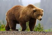 سرپرست دفتر موزه ملی تاریخ طبیعی: خرس‌های قهوه‌ای ایران در یک تبار مادری کاملا مجزا از دیگر خرس‌های قهوه‌ای جهان هستند