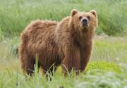 ویدیو / مشاهده خرس قهوه‌ای در اشترانکوه