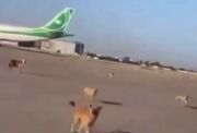 ببینید / ورود سگ‌های ولگرد به باند فرودگاه بغداد و دنبال کردن یک هواپیما