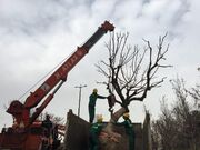 افزایش جابه‌جایی درختان در دوره فعلی مدیریت شهری