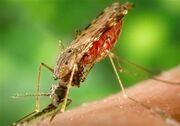 دانشگاه علوم پزشکی ایرانشهر: شناسایی ۲۷۰ بیمار مبتلا به مالاریا در بلوچستان