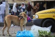 زنده گیری روزانه ۵۰ سگ بی‌صاحب در تهران/ شهرداری: مردم از غذارسانی بی رویه اجتناب کنند