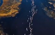 ببینید / تصاویری زیبا از رژه فلامینگوها در دریاچه مهارلو
