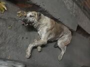 سگ‌کشی در چالوس و اظهار بی‌اطلاعی مسوولان از این حادثه