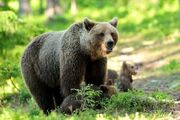 ویدیو / صخره‌نوردی خرس‌های قهوه‌ای در ارتفاعات مازندران