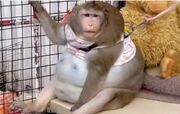چاق‌ترین میمون جهان تلف شد