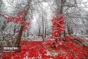 (تصاویر) طبیعت مازندران در پاییز هزار رنگ