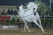 (تصاویر) سی و چهارمین دوره مسابقات زیبایی اسب