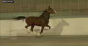 (ویدئو) اسب سرگردان در یک بزرگراه