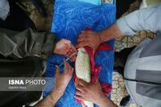(تصاویر) آغاز فصل تکثیر ماهیان خاویاری در استان گیلان