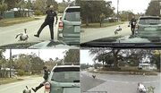(ویدئو) حمله یک بوقلمون به افسر پلیس!