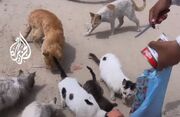 (ویدئو) کودکی که هوای گربه‌های گرسنه غزه را دارد