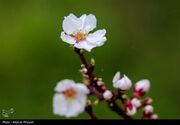 (تصاویر) شکفتن شکوفه‌های بهاری در سنندج