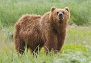 (ویدیو) مشاهده خرس قهوه‌ای در اشترانکوه