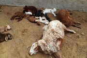 (ویدیو) جزئیات فوت چوپان و ۱۲۰ گوسفند در کانتینر یک تریلی