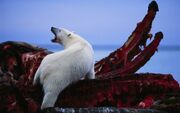 (ویدئو) شکار شگفت‌انگیز نهنگ بلوگا توسط خرس‌های قطبی