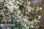 (تصاویر) شکوفه‌های بهاری در تهران