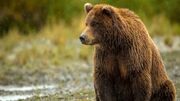 (ویدیو) مشاهده یک خرس قهوه‌ای در استان فارس
