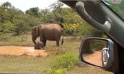 (ویدئو) حمله فیل خشمگین به یک تمساح