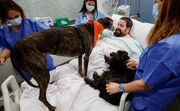 (ویدئو) استفاده از سگ‌ها برای روحیه دادن به بیماران بخش مراقبت‌های ویژه