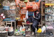 (تصاویر) بازار پرنده فروشان کابل