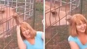 (ویدئو) شتر موهای سر یک زن را کند و خورد!