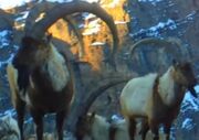 (ویدئو) بزهای کوهی در منطقه حفاظت شده البرز مرکزی