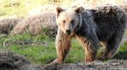 (ویدئو) صحبت کردن یک محیط‌بان با خرس قهوه‌ای با لهجه مازنی