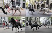 (ویدئو) اسب‌های سرگردان و زخمی ارتش در خیابان‌های لندن