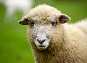 (ویدئو) انتقام باورنکردنی یک گوسفند از چوپان!