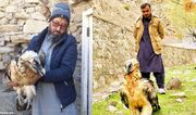 (عکس) یک «هما» در پنجشیر افغانستان تحت درمان است