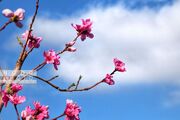 (تصاویر) شکوفه‌های بهاری در منطقه قره‌داغ
