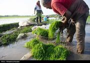 (تصاویر) نشاء برنج در گیلان