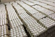 قیمت تخم مرغ در بازار امروز ۱۷ اردیبهشت ۱۴۰۳
