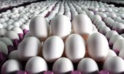قیمت تخم مرغ در بازار امروز ۱۹ اردیبهشت ۱۴۰۳