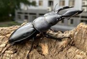 (عکس) غول پیکر دنیای حشرات: سوسک هرکول