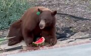 (ویدئو) خرس گرسنه یک تکه هندوانه از یخچال سرقت کرد