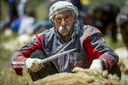 (تصاویر) پشم چینی گوسفندان عشایر