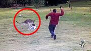 (ویدئو) حمله هولناک کانگورو به یک کودک نوپا