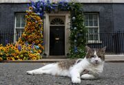 (ویدیو) گربه‌ای که با ۶ نخست وزیر هم خانه شد